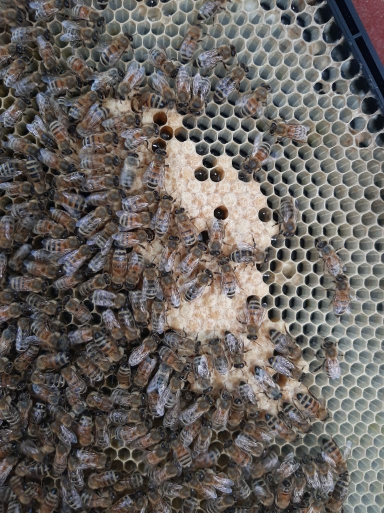 Picture of bees and capped brood
